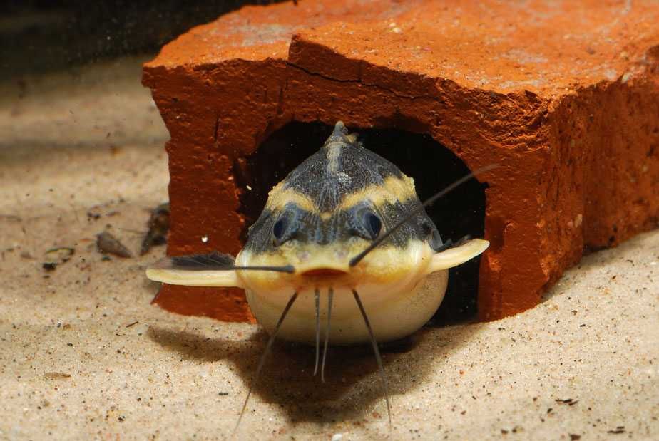 Sum liniowy Platydoras duża samica