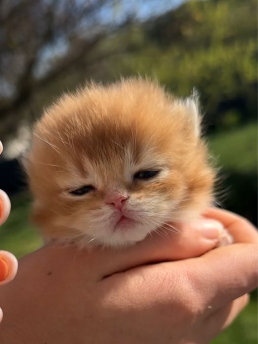 Британська золота шиншила кошенята дівчинка хлопчик