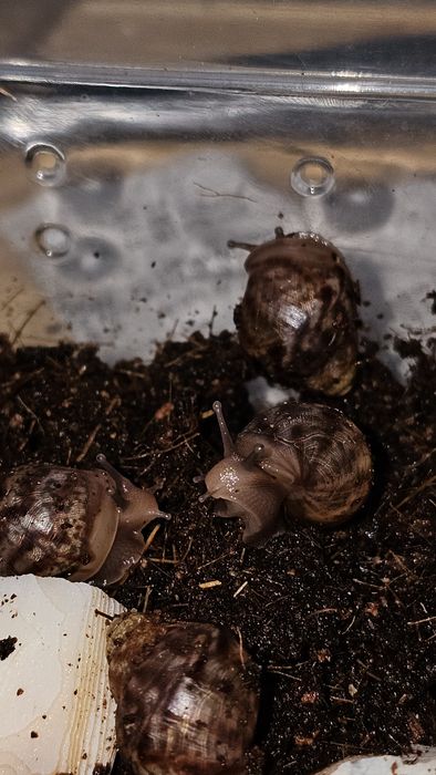 ŚLIMAKI Lissachatina fulica