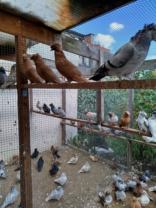 Gołębie ozdobne, mewka chińska , turkot frankoński