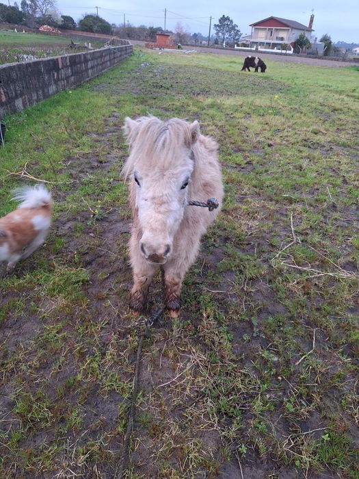Casal de mini poneis