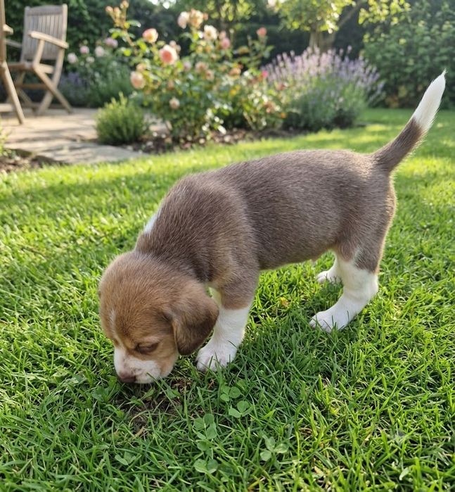 BEAGLE  bicolor tricolor szczeniak z rodowodem, rodowód piesek suczka