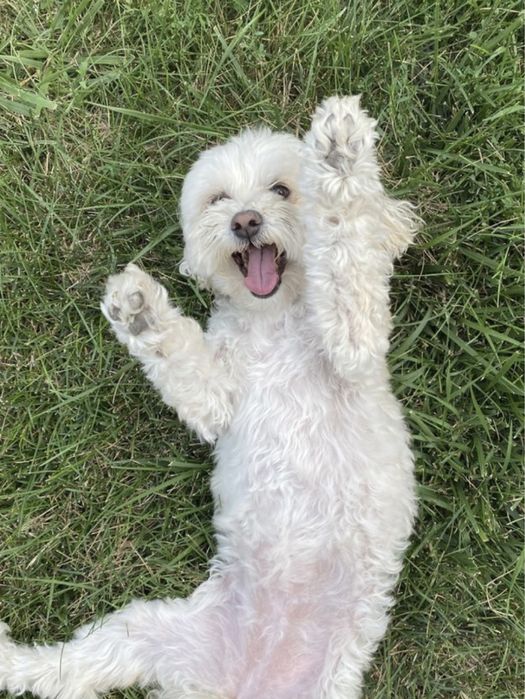 Pet Sitter — Lisboa