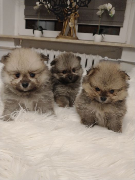 Szpic miniaturowy pomeranian chłopak