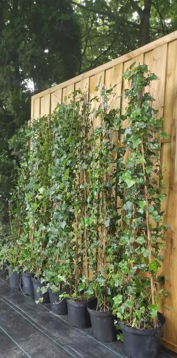 Bluszcz Hedera Helix 150–250 cm | Dostawa + Sadzenie | Olsztyn