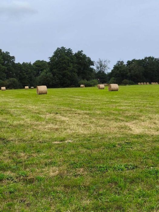 Siano zebrane w sezonie 2025