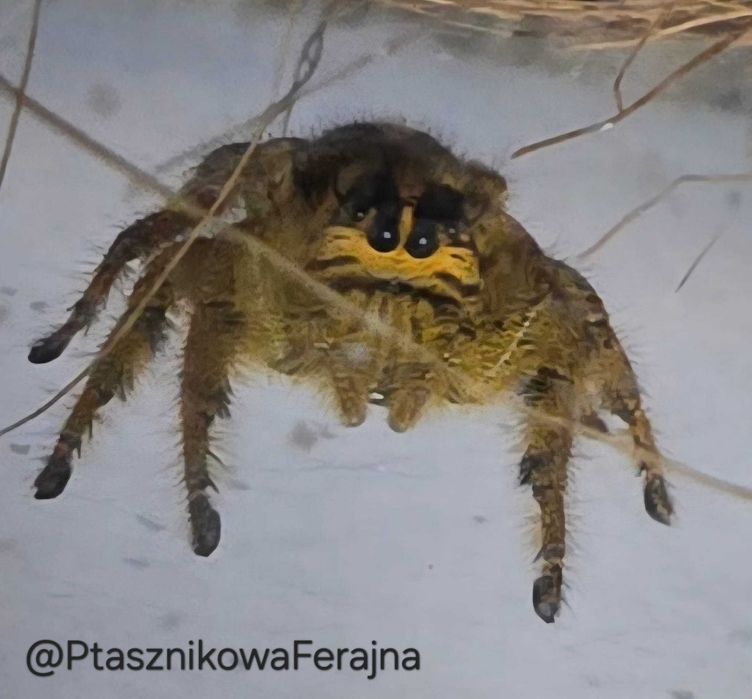 Skakuny Hyllus diardi L3/L4