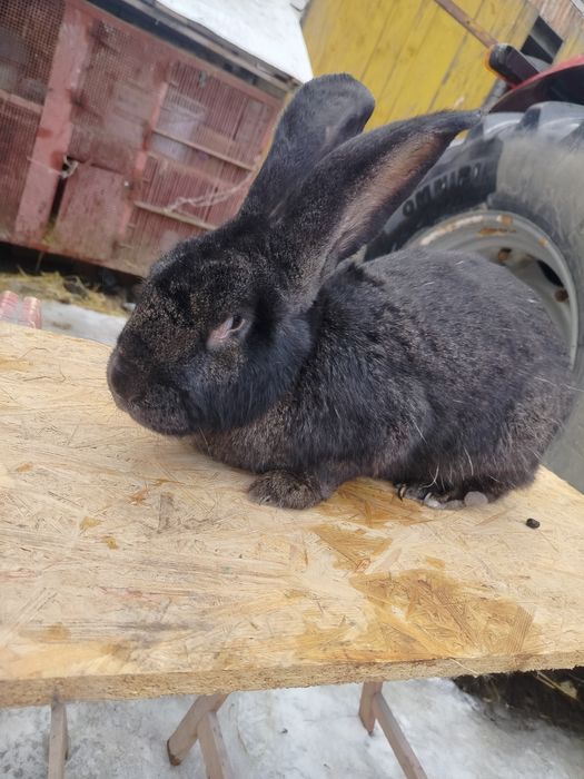 Sprzedam samca Belgijskiego