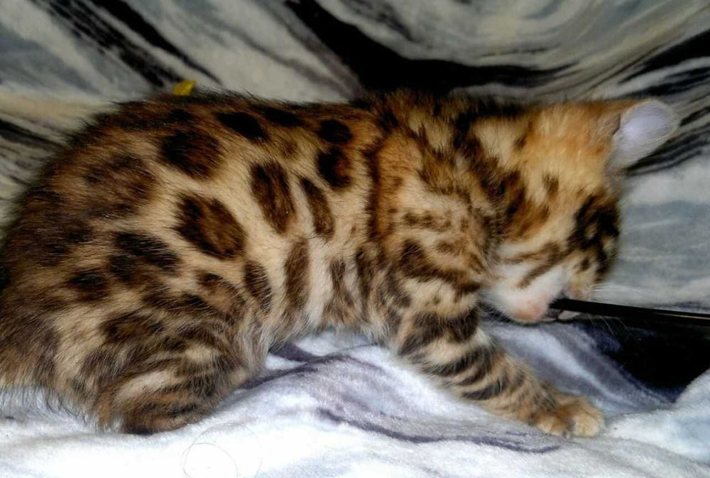 Бенгальська дівчинка в окантовану розетку на золоті