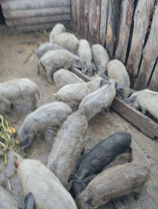 Поросята мангалиці