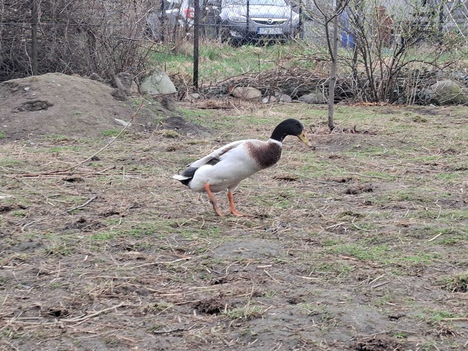 Biegus Indyjski - kaczory