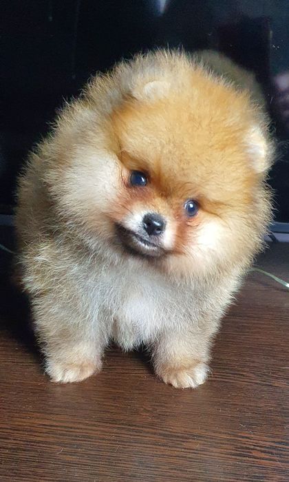 Померанский шпиц мальчик