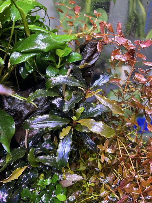 Bucephalandra „Mini red”