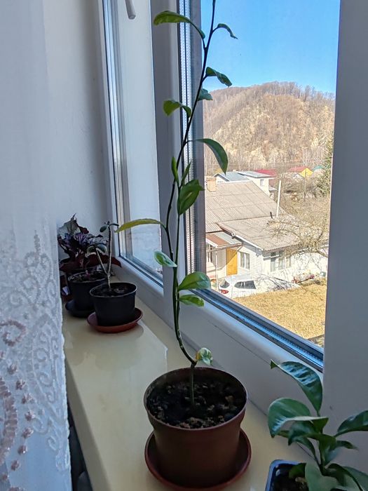 Мандарин.        .