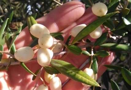 AZEITONA BRANCA - Venda de oliveiras Apenas envios
