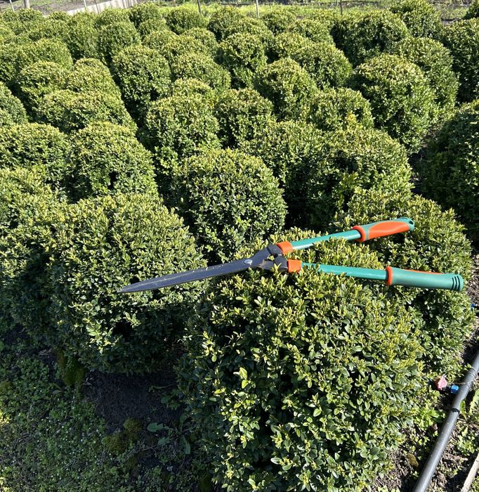 Самшит сформований біля 65 см