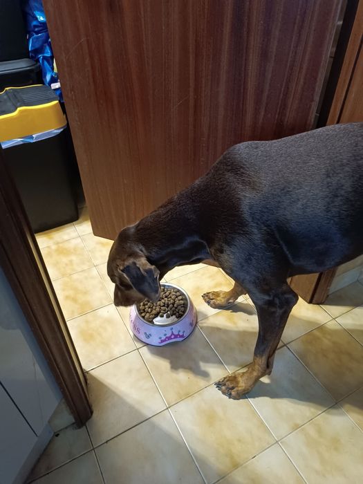 Passeio de Cães / Pet Sitting