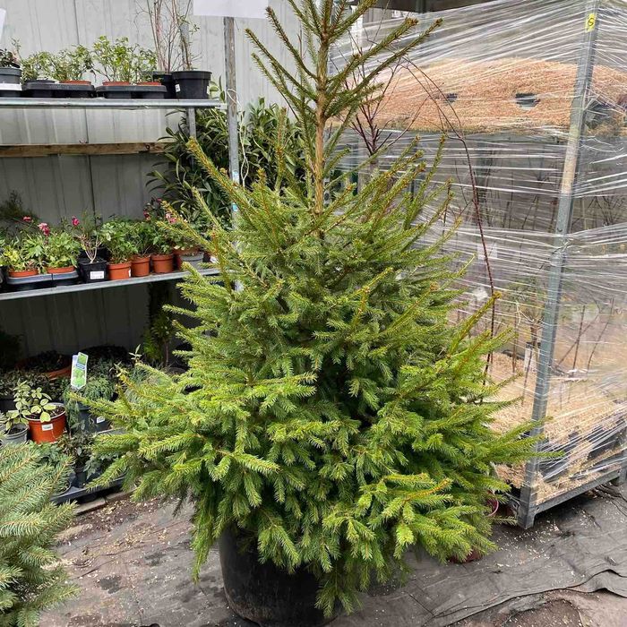 Елки, ялини, сосни живі в горщиках