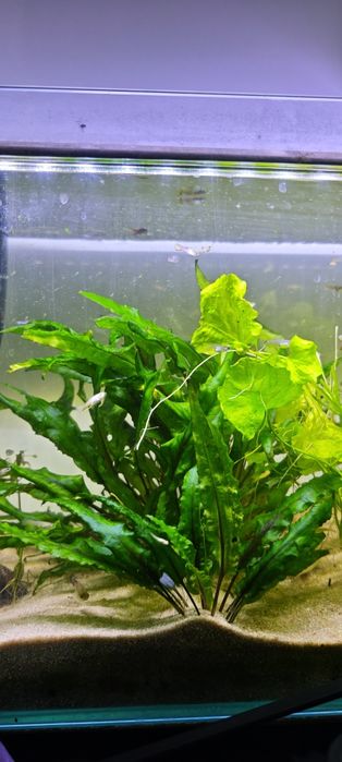 Guppys c/ aquário