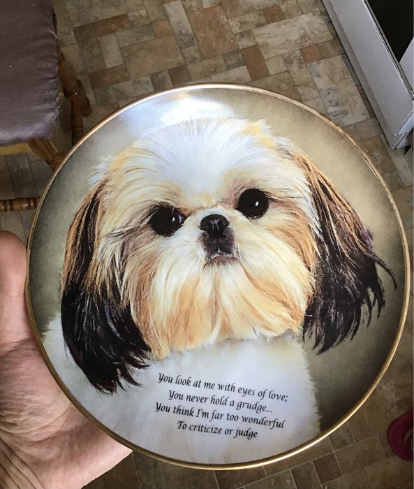 Тарілка сувенір на стіну собачка шитцу пес