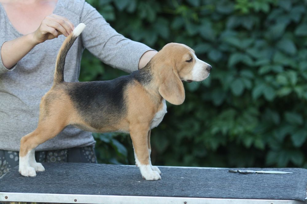 Гарна Дівчинка з розплідника