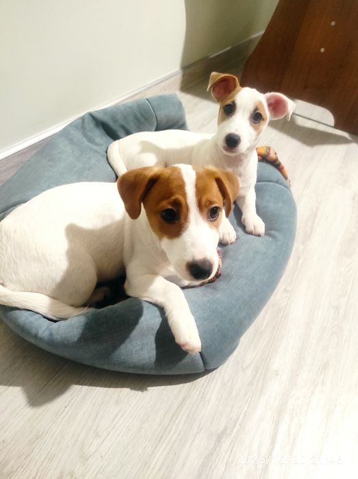 Цуценя Джек Рассел тер'єр з документами