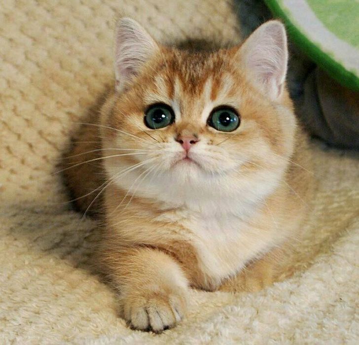 золотая шиншилла девочки и мальчики