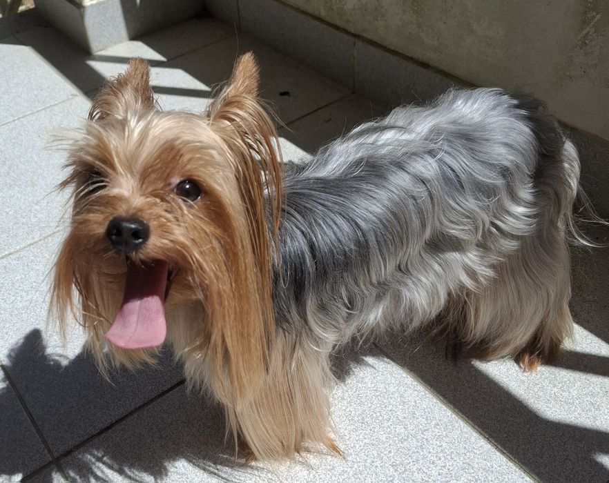 Yorkshire terrier macho para acasalar414933046767790085