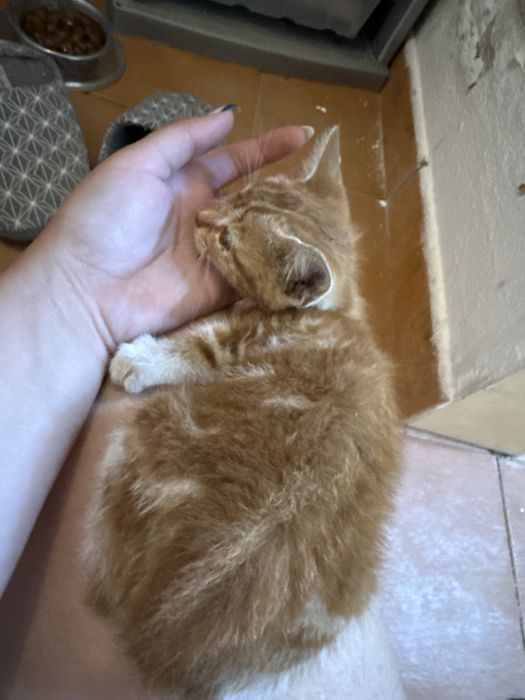 Gato bebé cor de laranja