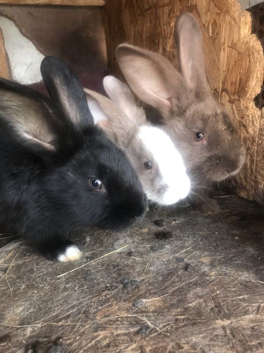 Продам кроликів: кролиці, кролі, молодняк