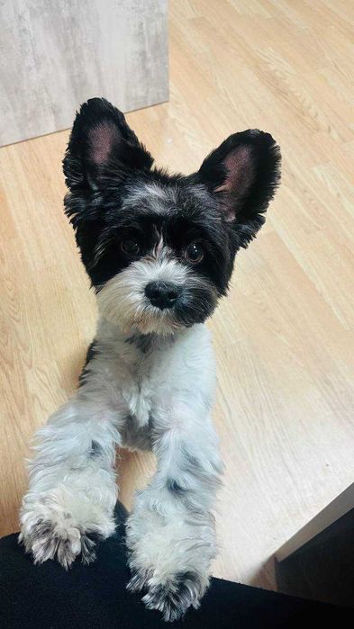 Бівер-йорк, шукає дівчинку для в'язки