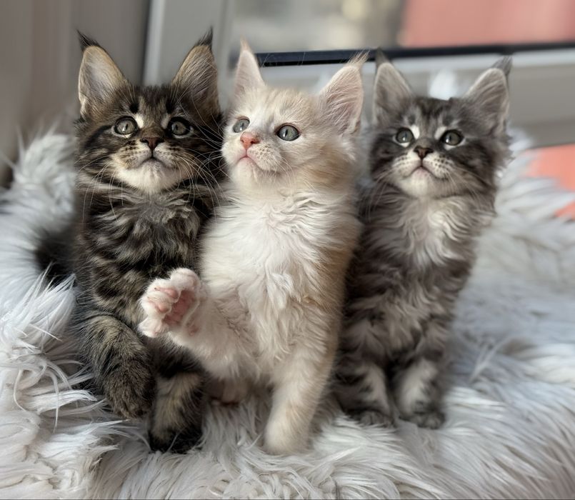 Мейнкунчики   малыши