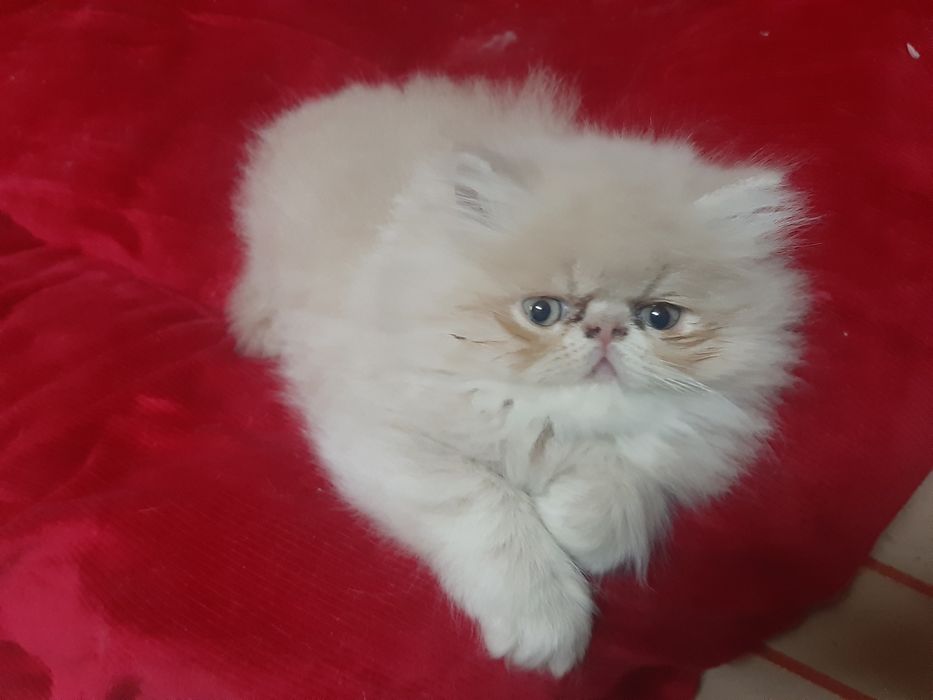 Gato persa creme