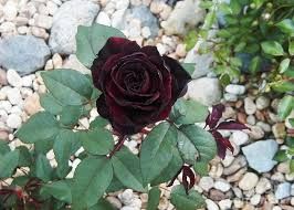 Roseira Preta - PLANTA VIVA Para colecionadores de Rosas Apenas envios