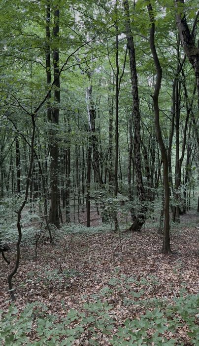 Земельна ділянка у лісі дачного масиву села Оноківці 8 соток