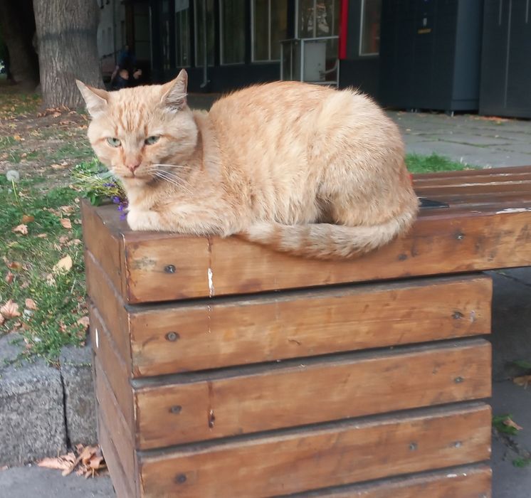 Котик метис шукає дім