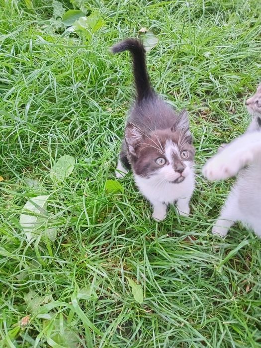 Милі кошенята шукають люблячу родину