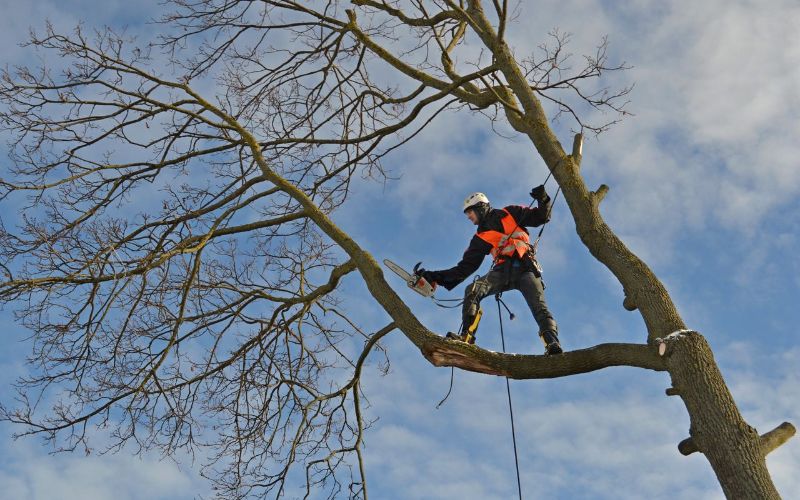 Аварійний спил дерев. Обрізка, зрізання, спилювання, зрізати дерево