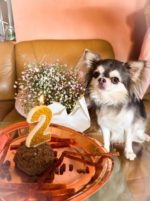 Maleńkie długowłose chihuahua z hodowli Crazy Passion FCI