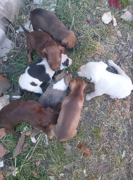 Віддам цуциків в хороші руки