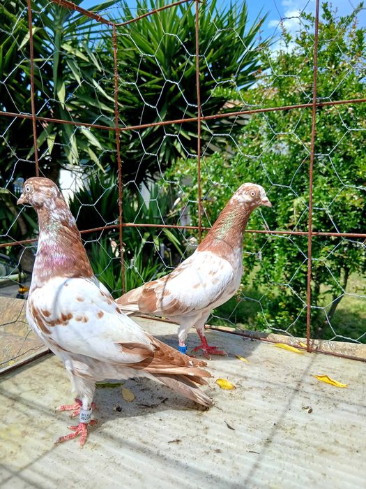 Pombos cambalhotas português