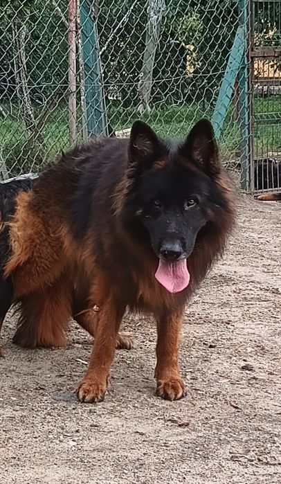 Owczarek niemiecki długowłosy