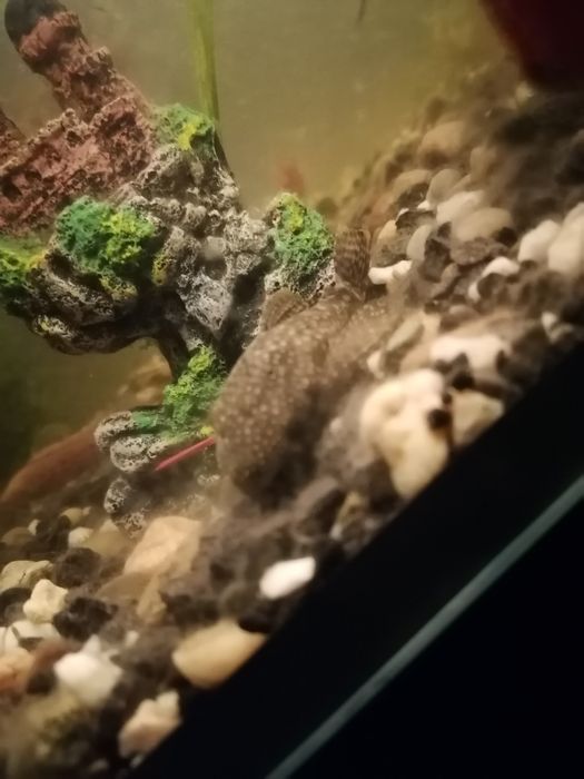 Dwa zbrojniki niebieskie (glonojady)