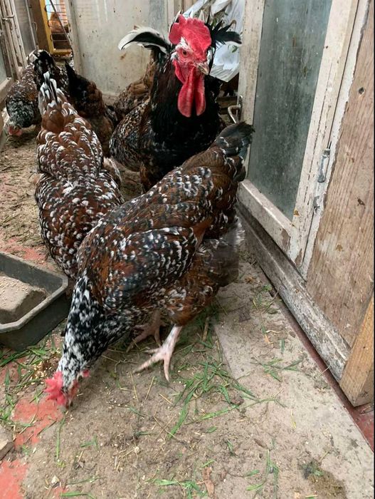 Інкубаційні яйця