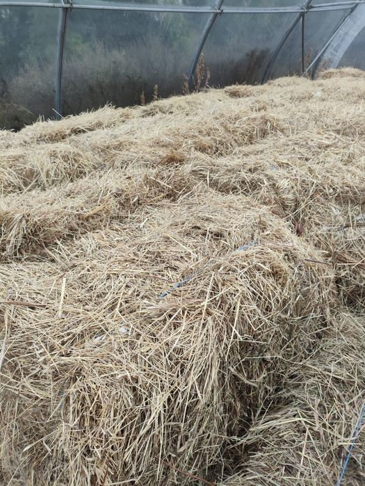 Сіно лугове в тюках