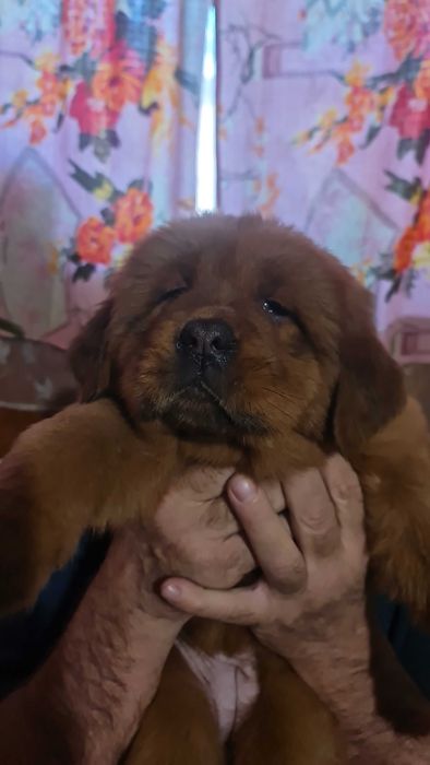 Тибетський мастиф