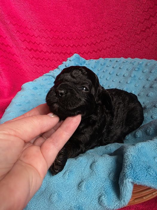 Shihpoo czarny chłopczyk