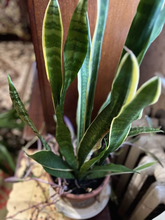 Продаю квіти в вазоннах