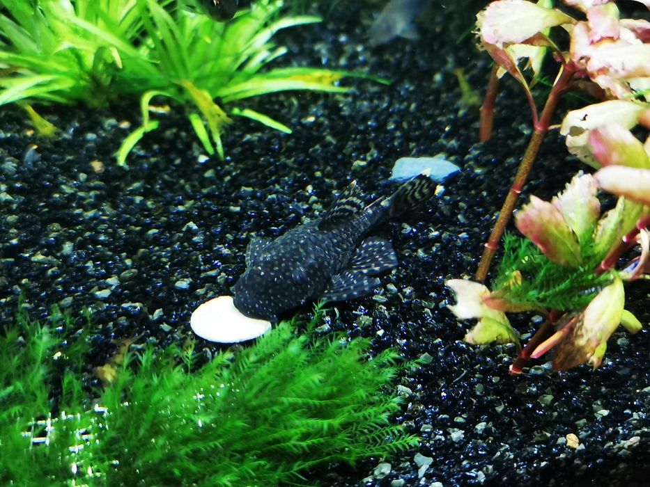 Ancistrus sp Black