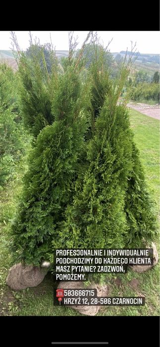 Tuja Szmaragd 150-160 DOSTAWA | SADZENIE (120/130/140)Tuje Thuje Thuja